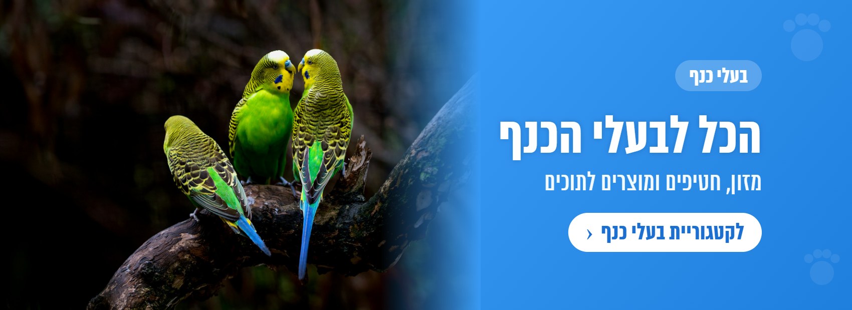 בעלי כנף