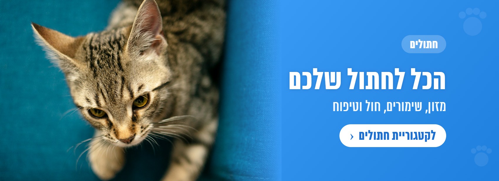 חתולים – הכל לחתול שלכם
